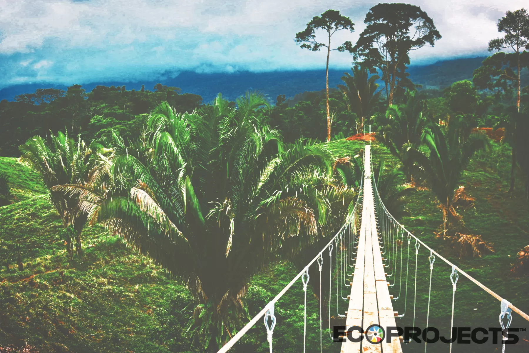 Ecoproparks. Puente de madera sobre palmas.